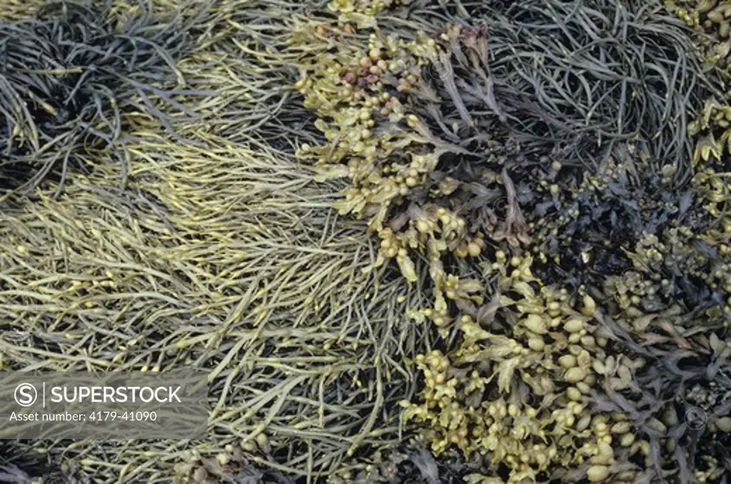 Rockweed (Fucus vesiculosus & Fucus filiformis) Pemaquid Pt., ME, Maine