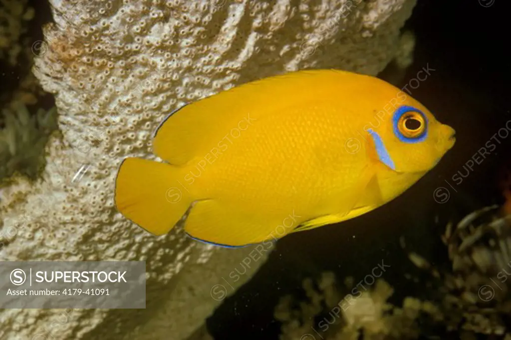 Lemon Peel Angelfish (Centropyge flavissimus)