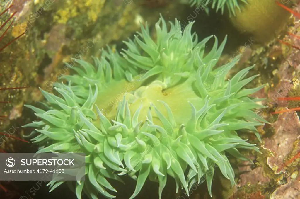 Giant Green Anemone (Anthopleura xanthogrammica) Vancouver Island