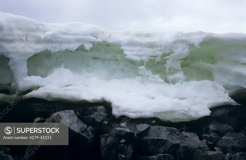 Green Snow Algae in melting Snow Pack, Neko Harbor, Antarctica