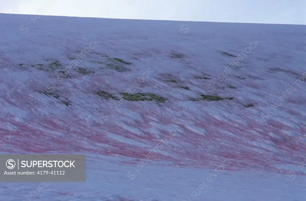 Red Snow Algae (Chloromonas rubroleosa), Danco Island, Antarctica