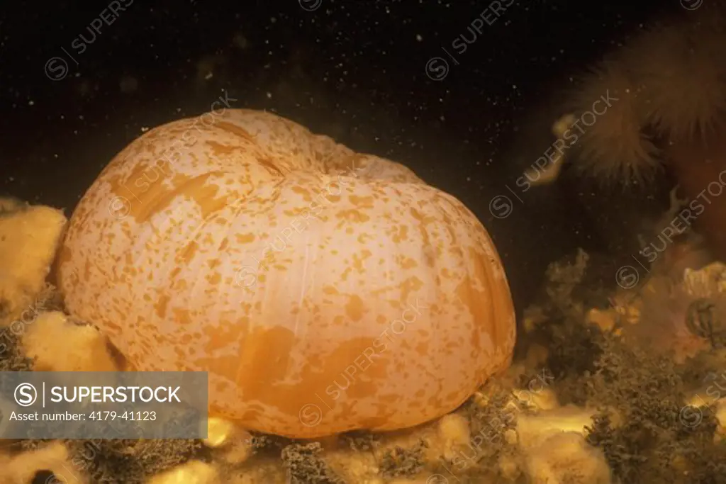 Frilled Anemone (Metridium senile) Most Common & Largest