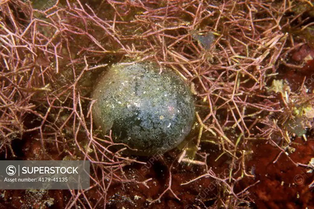 Sea Pearl a Bubble Algae (Ventricaria ventricosa) & Twig Algae (Amphiroa rigida)