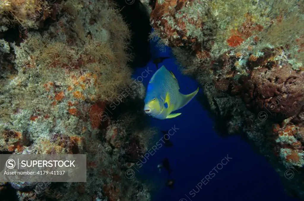 Queen Angelfish feeds on life covered Gas Rig (H. ciliaris), TX Flower Garden Banks, Gulf of Mexico