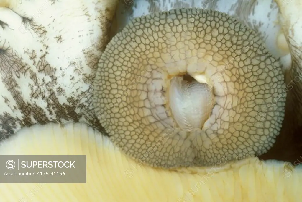 Northern Abalone (Haliotus kamtschatkania) Open Mouth Shows Radula; Puget Sound