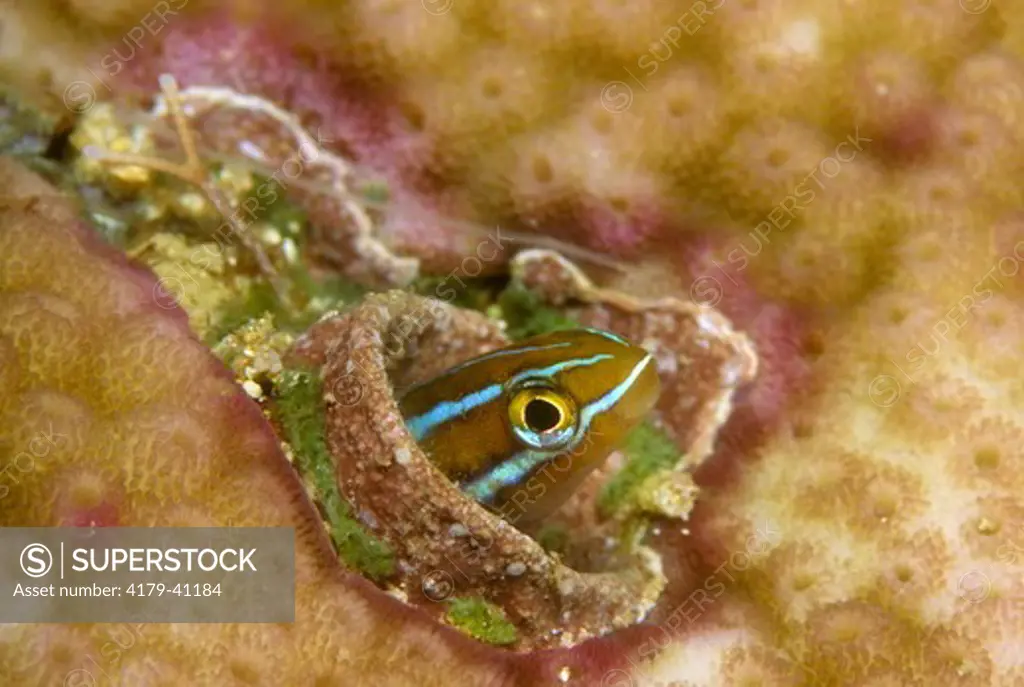 Saber-toothed Blenny (Plagiotremus rhinorhynchos) Indo-Pacific