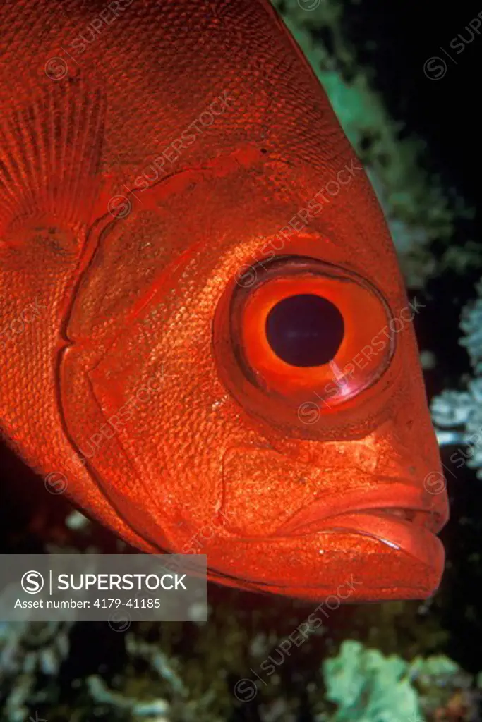 Bigeye (Priacanthus sp.) Indo-Pacific
