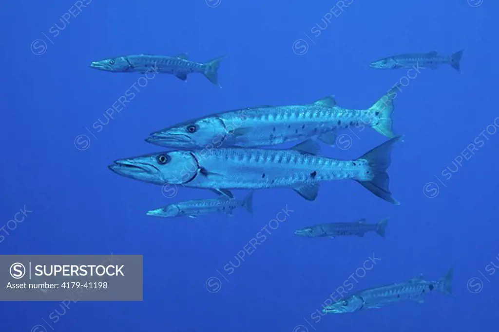 Great Barracuda (Sphyraena barracuda) East Bank FGBNMS, Gulf of Mexico