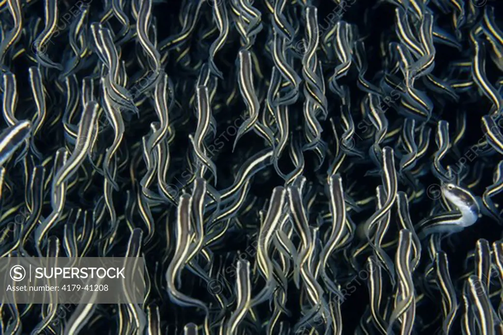 A school of Convict Blennies (False Catfish) (Pholidichthys leucotaenia) Lembeh Strait Indonesia.