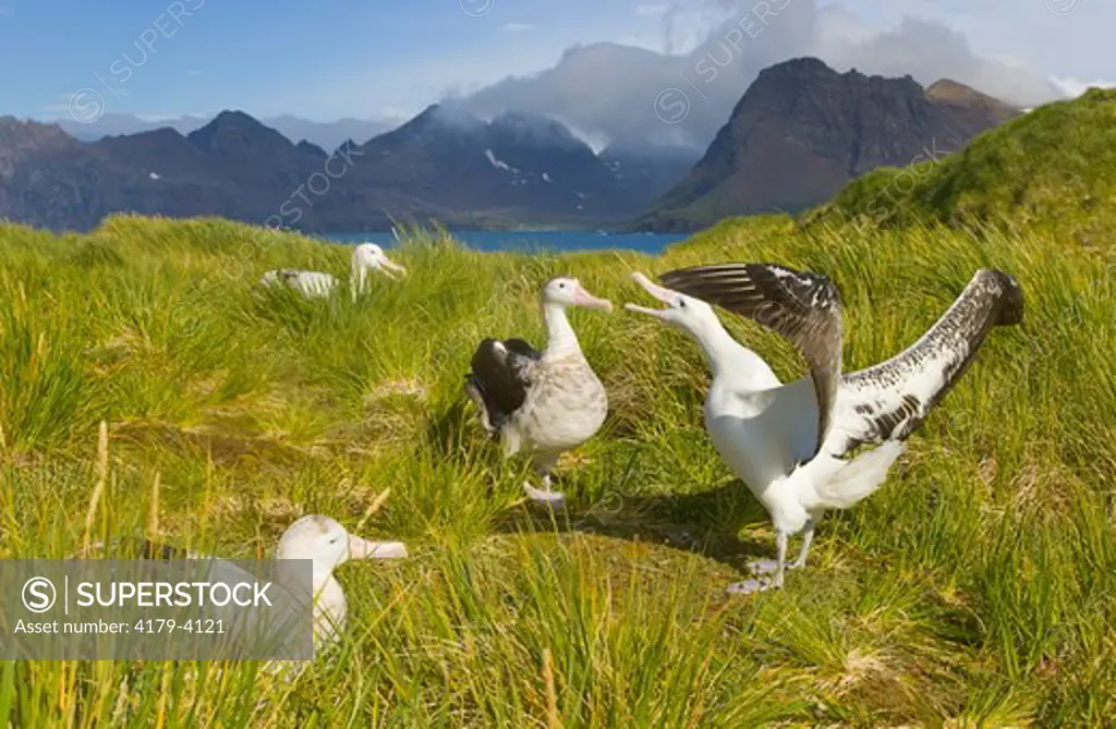 Wandering albatross (Diomedea exulans) adults spreading wings, dancing, displaying, courting during mating season, mountains, tussock grass,  early fall;  Prion Island; Southern Ocean; Antarctic Convergance; South Georgia Island habitat