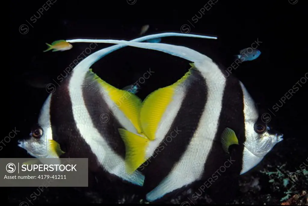 Long-fin Bannerfish (Heniochus acuminatus) Bali Indonesia.