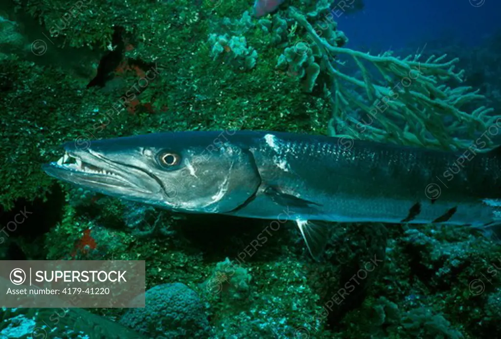 Great Barracuda (Sphyraena barracuda) Cozumel