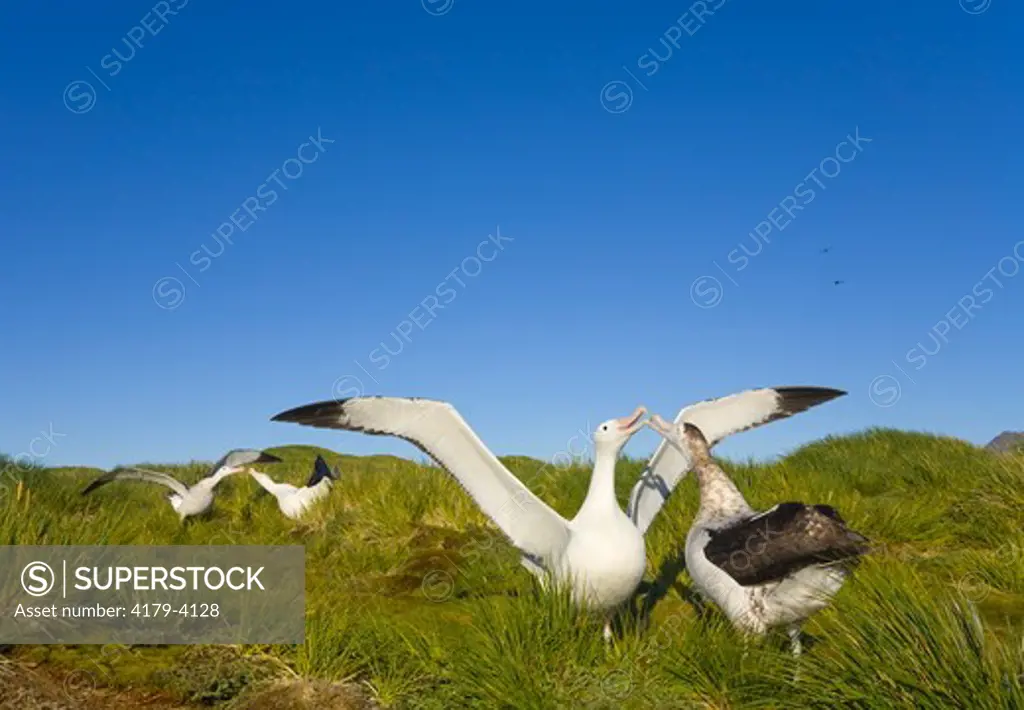Wandering albatross ( Diomedea exulans) adults spreading wings, touching bills, dancing, displaying, courting during mating season, mountains, tussock grass,  early fall;  Prion Island; Southern Ocean; Antarctic Convergance; South Georgia Island