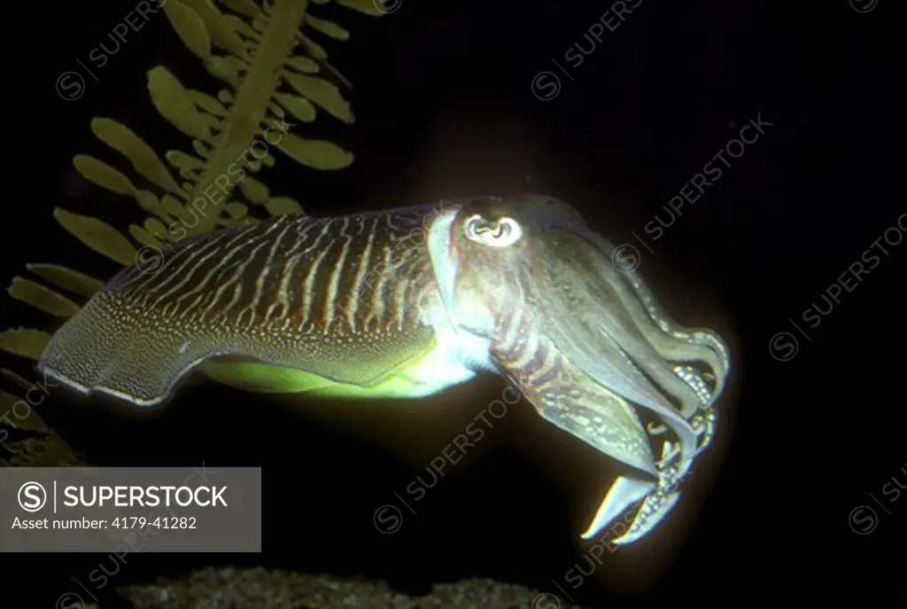 Cuttlefish (Sepia officinalis). Sea World, San Diego, CA