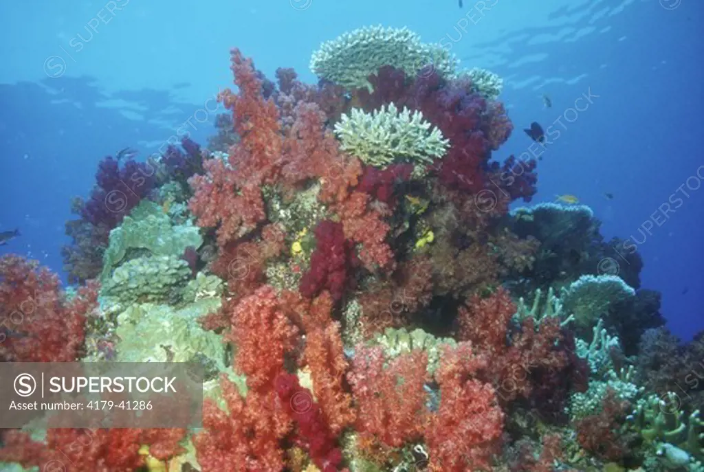 Soft Coral Scene Taveuni - Fiji