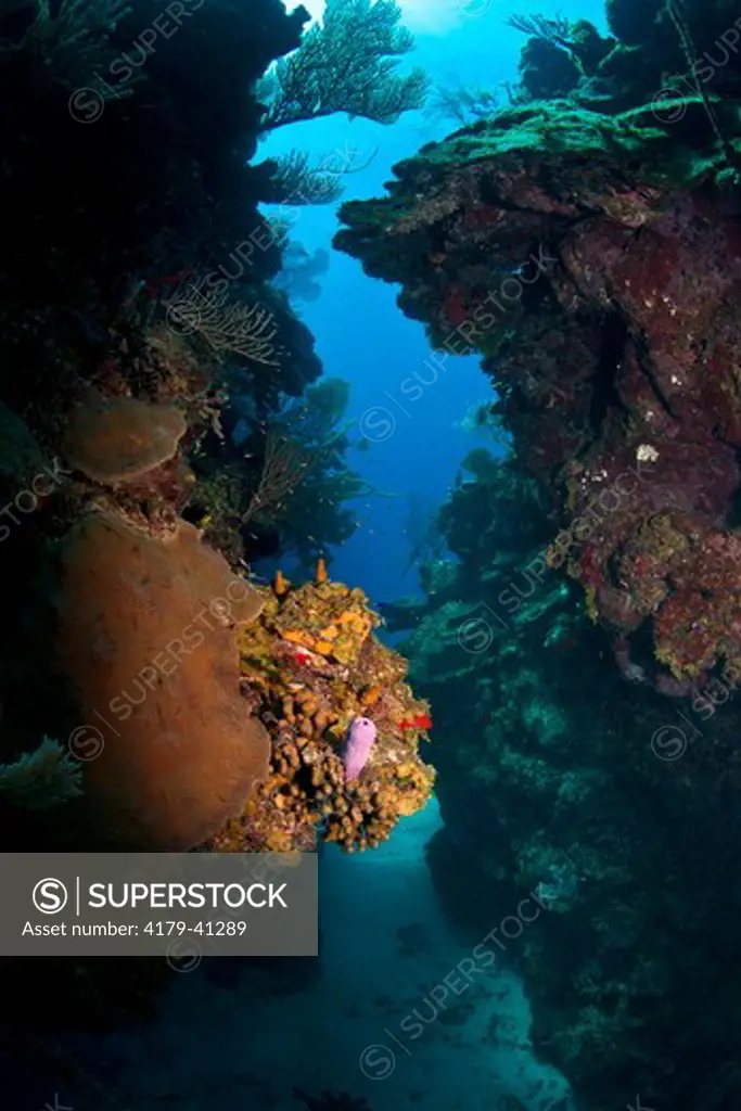 Underwater coral reef off the coast of Roatan, Honduras, Jackson Hole