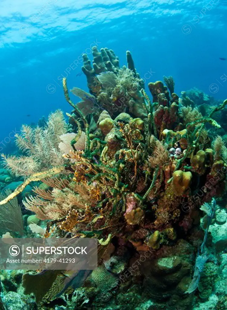Caribbean coral reef off the coast of Roatan, Honduras