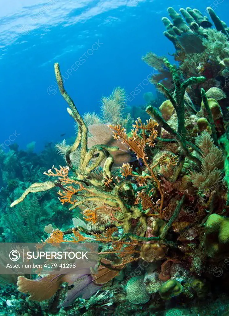 Underwater Coral gardens off the coast of Roatan, Honduras