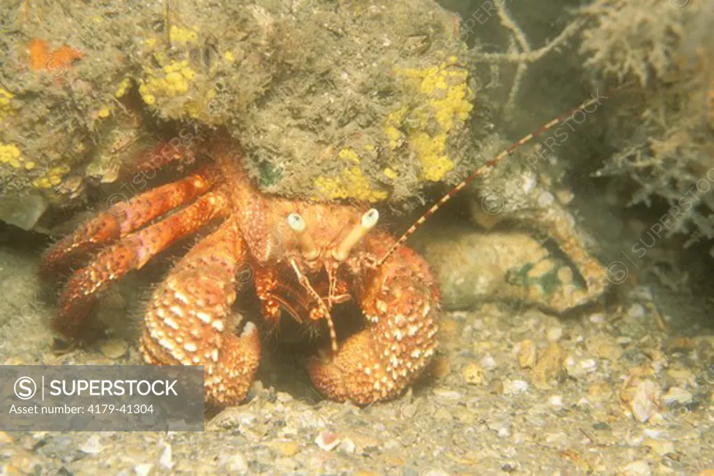 Giant Hermit Crab (Petrochirus diogenes) Palm Beach, Florida