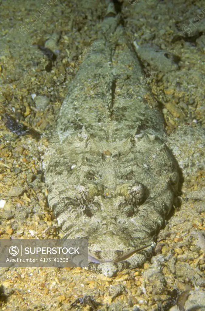 Crocodilefish (Platycephalus chiltonae), Red Sea