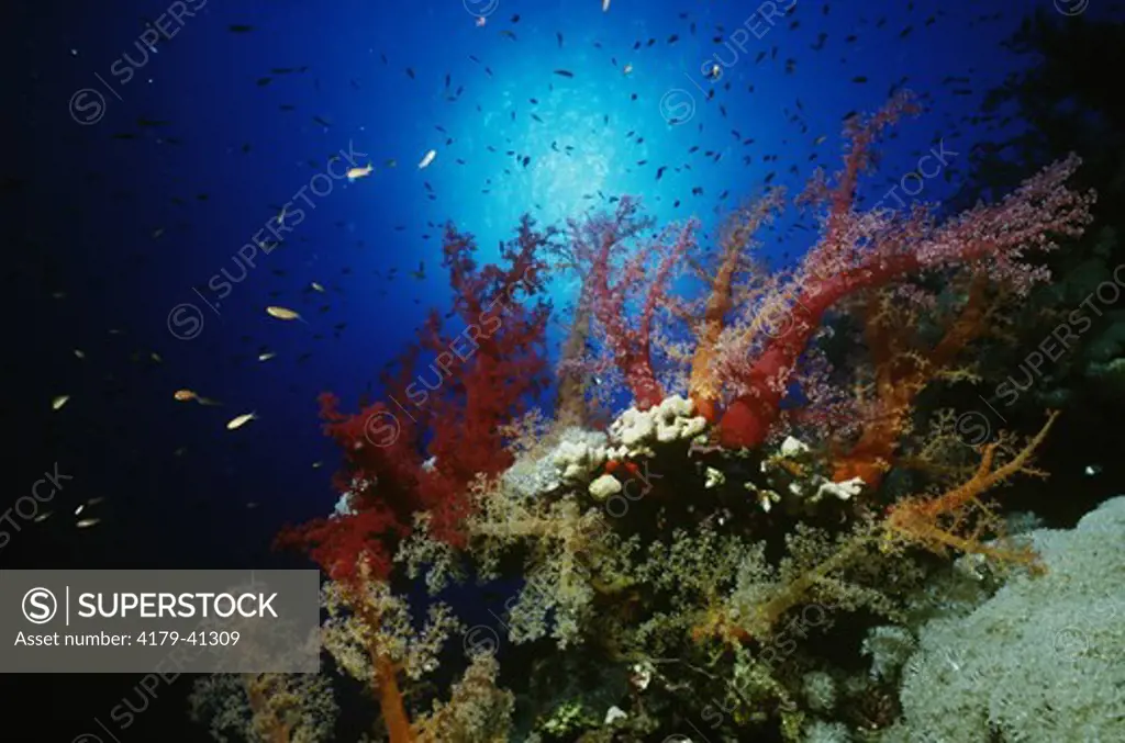 Divaricate Soft Tree Coral (Dendronephthya roxasia), Red Sea