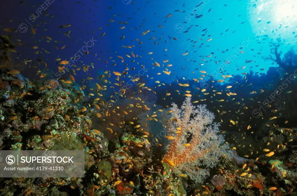 Coral Reef teeming with Life, Divaricate Soft Tree Coral, Red Sea