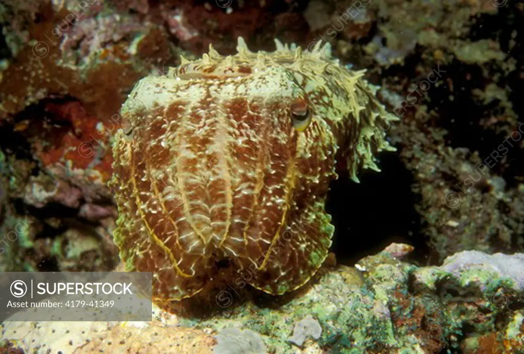 Cuttlefish (Sepia latimanus) Indo-Pacific