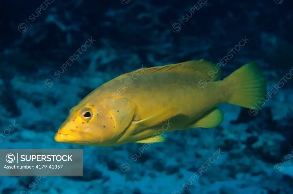 Coney (Cephalopholis fulva) Caribbean