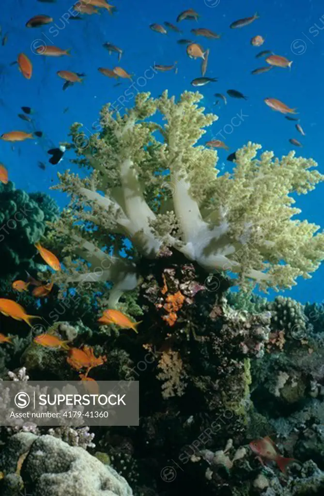 Tree Coral (Nephthea arboreum) Red Sea