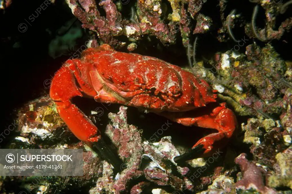 Splendid Reef Crab (Etisus splendidus), Thailand
