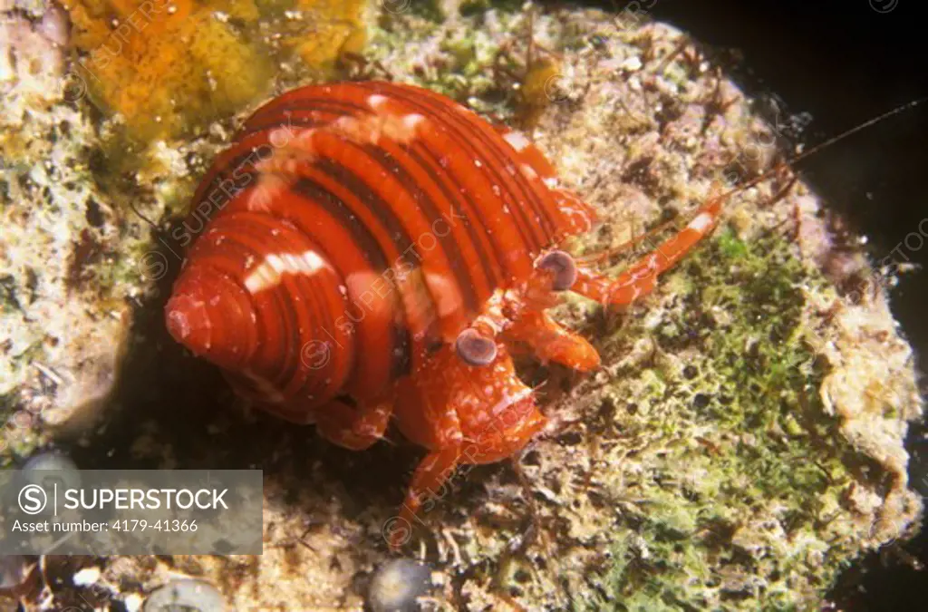 Hermit Crab Roatan - Honduras