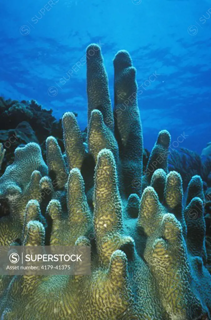 Pillar Coral (Dendrogyra cylindricus) Roatan