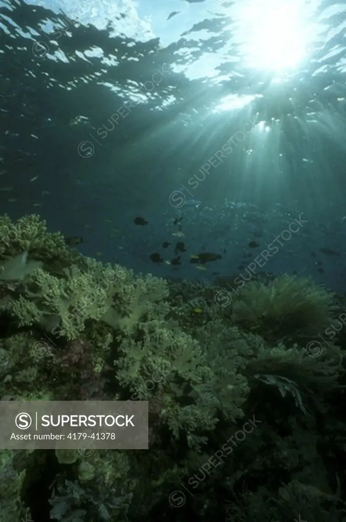 Soft Coral Reef w/ sunlight streaming down - Indonesia Tukang Besi Islands