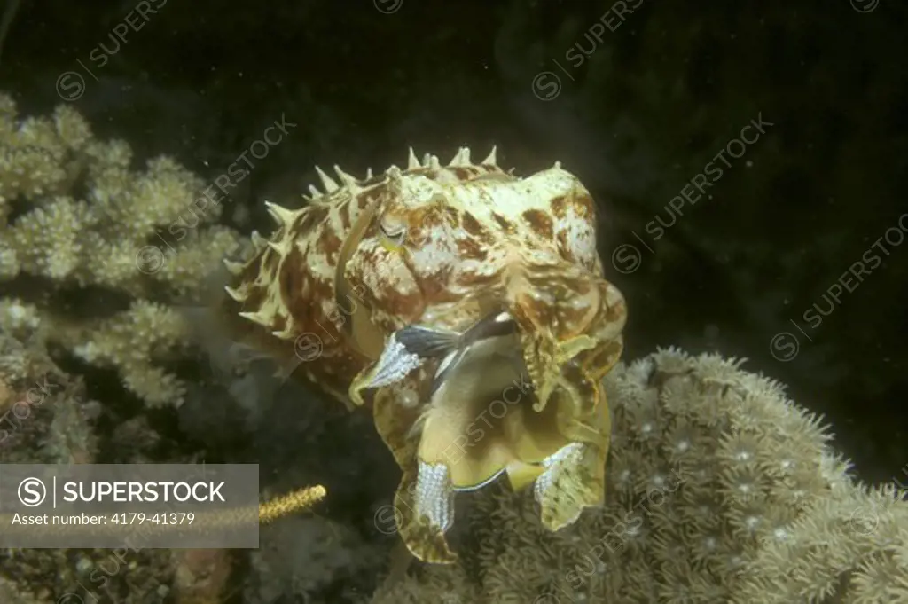 Reef Cuttlefish (Sepia sp.) Tukang Besi Is. Indonesia