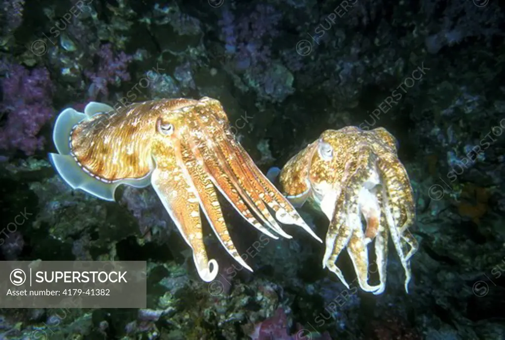 Pharaoh Cuttlefish (Sepia pharaonis) Thailand