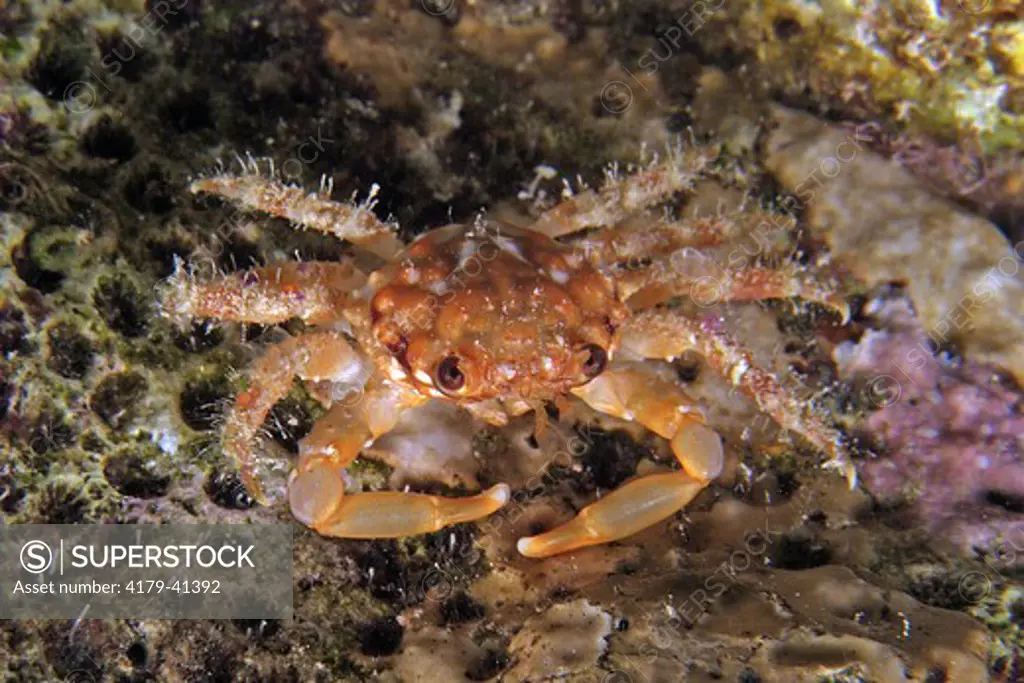 Red-ridged Clinging Crab (Mithrax forceps) Bonaire N.A.