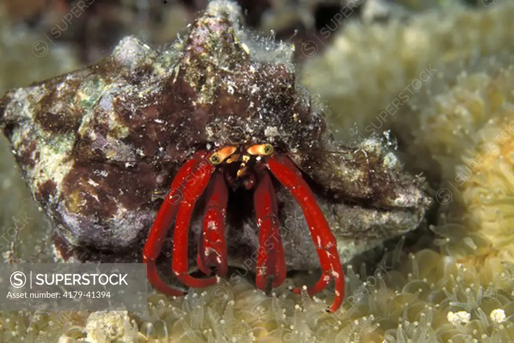 Red Hermit Crab (Paguristes cadenati) Bonaire, N.A.