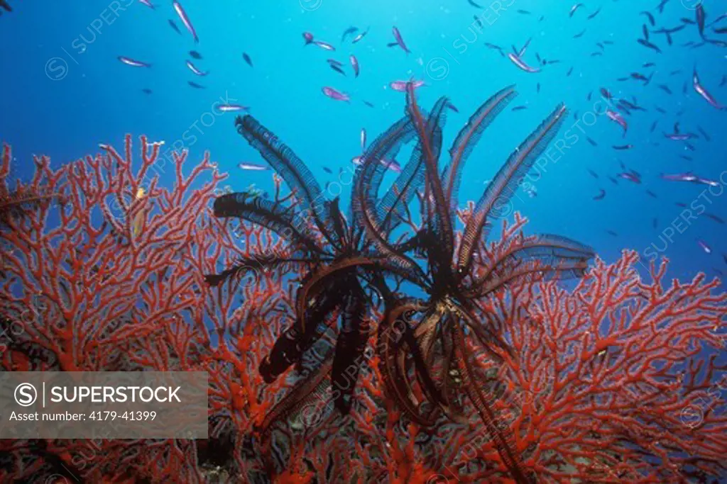 Crinoids aka Feather Stars (Melithaea sp) on bright red Sea Fan  - Fiji Islands South Pacific