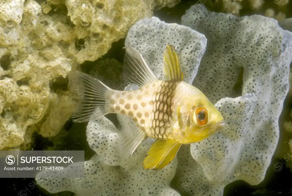 Polkadot Cardinalfish (Sphaeramia Nematoptera), Indo-Pacific