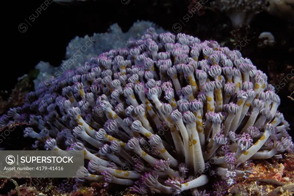 Daisy Coral (Goniopora sp.) and flatworms Acoel Flatworm (Waminoa sp.) living on it  Nusa Penida Indonesia.