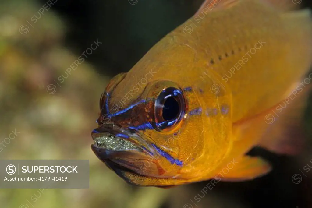A male Ring-tailed Cardinalfish (Apogon aureus) brooding eggs in his mouth  Bali Indonesia.
