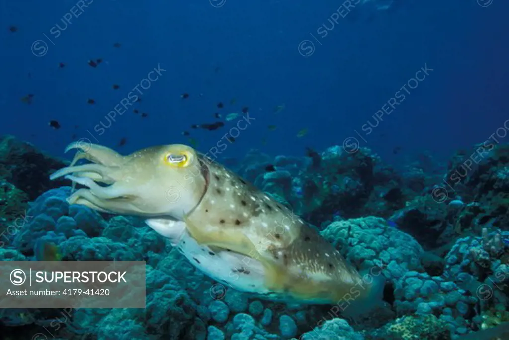A Broadclub Cuttlefish (Sepia latimanus) moving back after laying her eggs  Bali Indonesia.