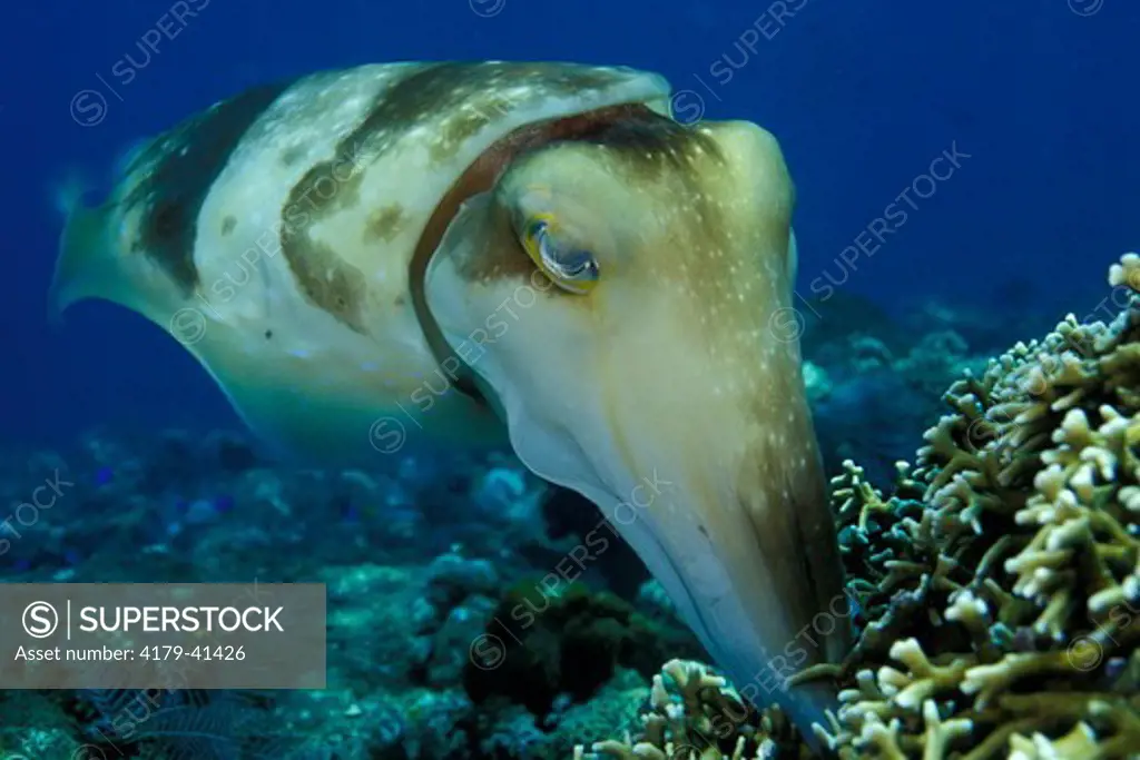 A female Broadclub Cuttlefish (Sepia latimanus) laying her eggs among the branches of a stinging hydrocoral  Bali Indonesia.