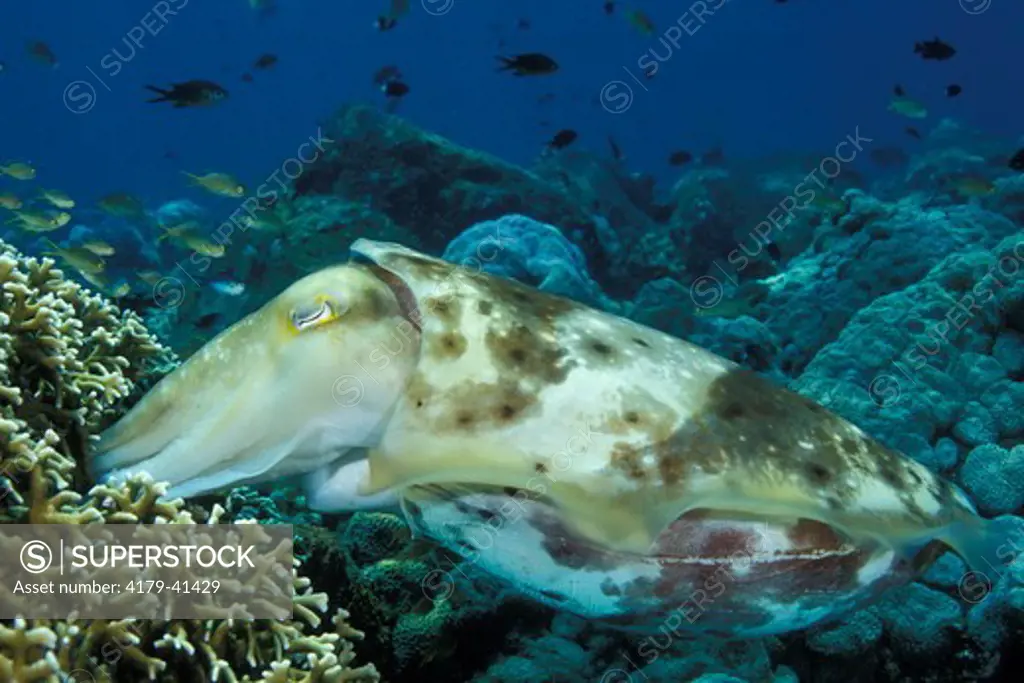 A Broadclub Cuttlefish (Sepia latimanus) laying her eggs among the branches of a stinging hydrocoral  Bali Indonesia.