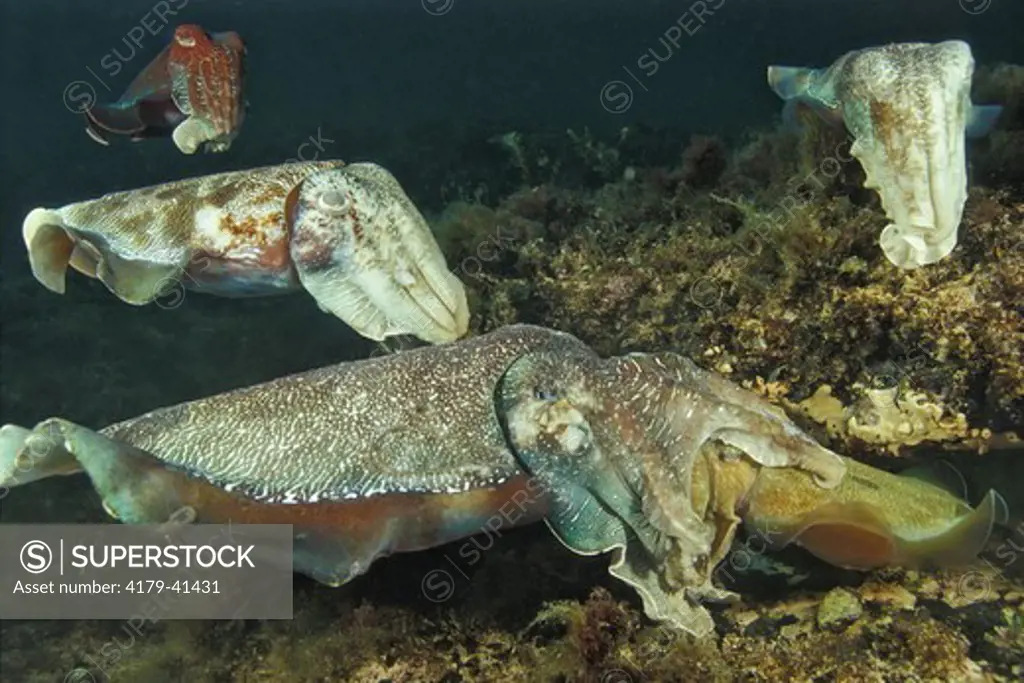 A pair of Giant Cuttlefish mating with a female (right) as rivals watch (Sepia apama) SA Australia.