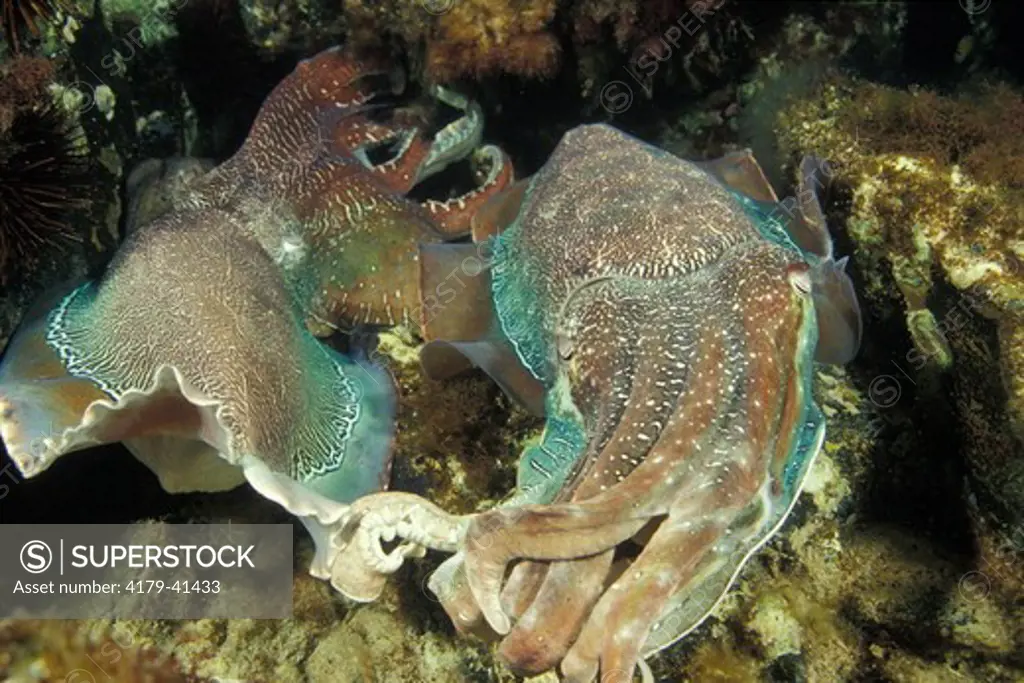 Two male Giant Cuttlefish fighting for mating rights to a female (Sepia apama) SA Australia.