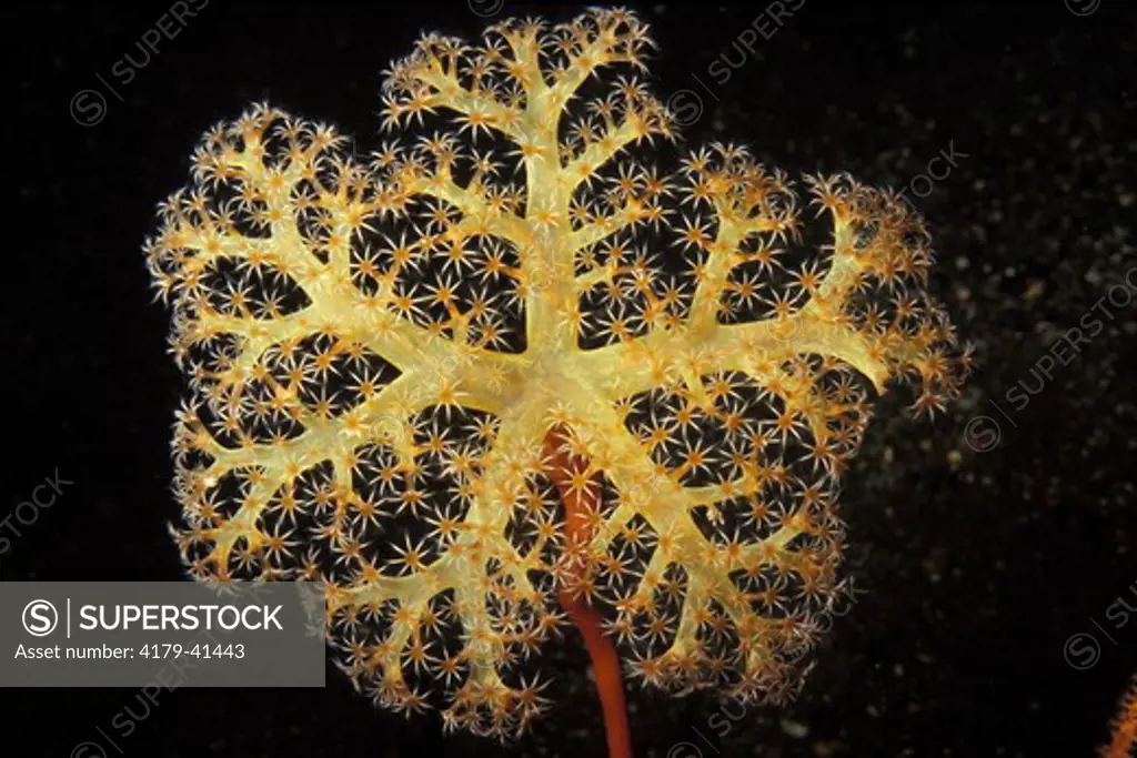 Slender-Stalked Soft Coral (Pacifiphyton bollandi) Bali, Indonesia