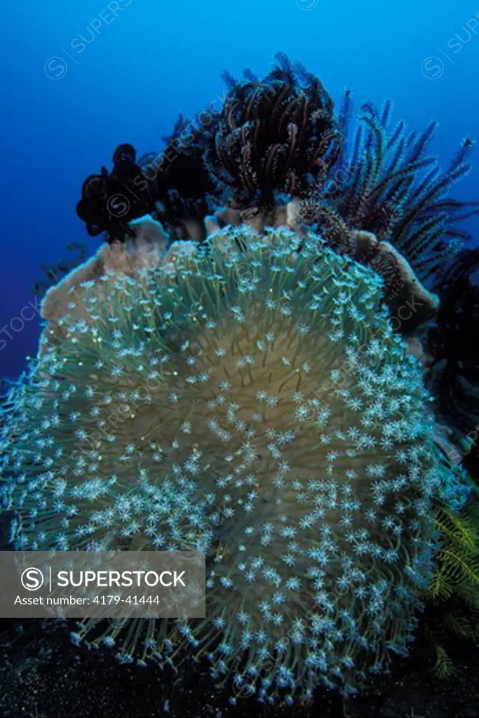 Mushroom Leather Coral (Sarcophyton sp.) Bali, Indonesia