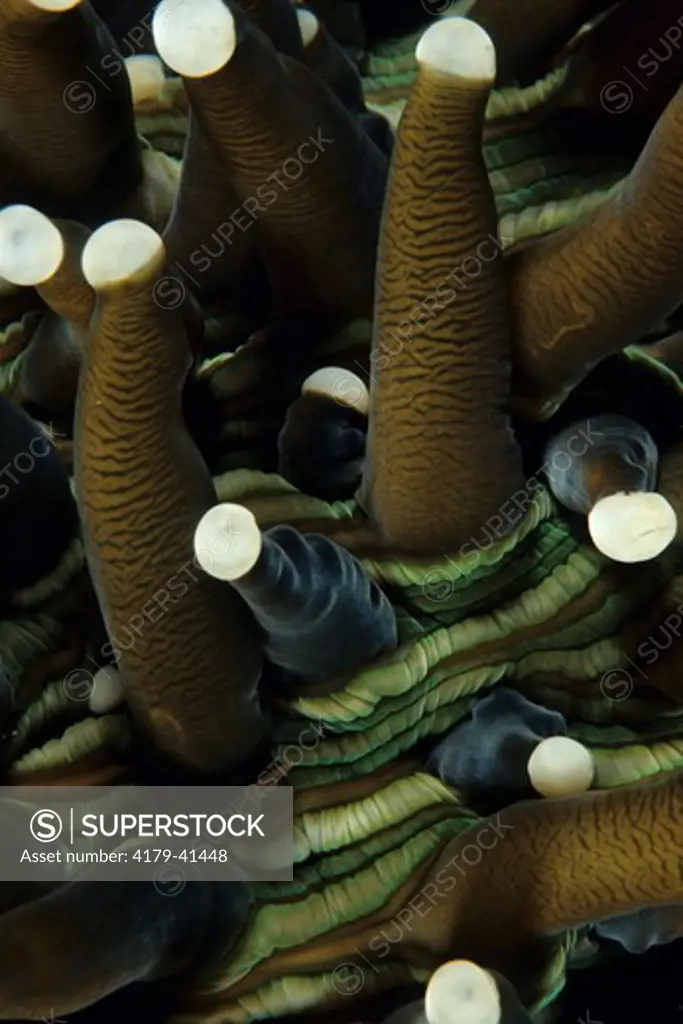 Mushroom Coral (Heliofungia actiniformis) Lembeh Strait, Indonesia