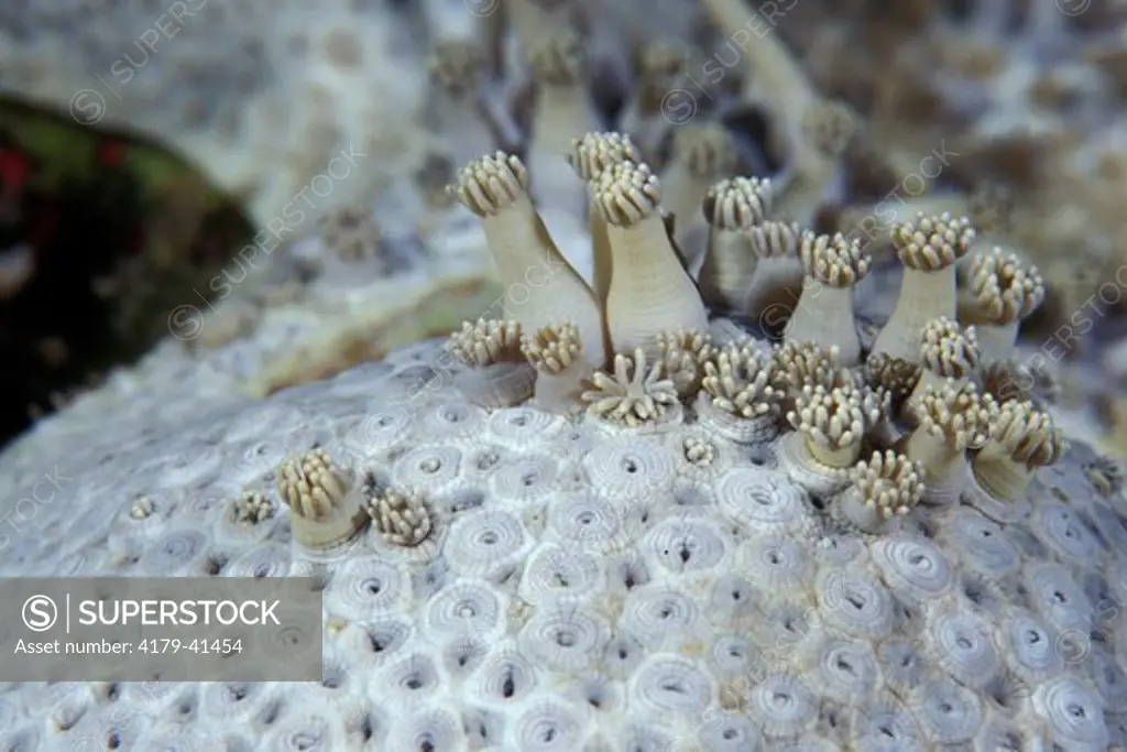 Polyps (some fully retracted) of Daisy Coral (Goniopora sp.) Nusa Penida, Indonesia